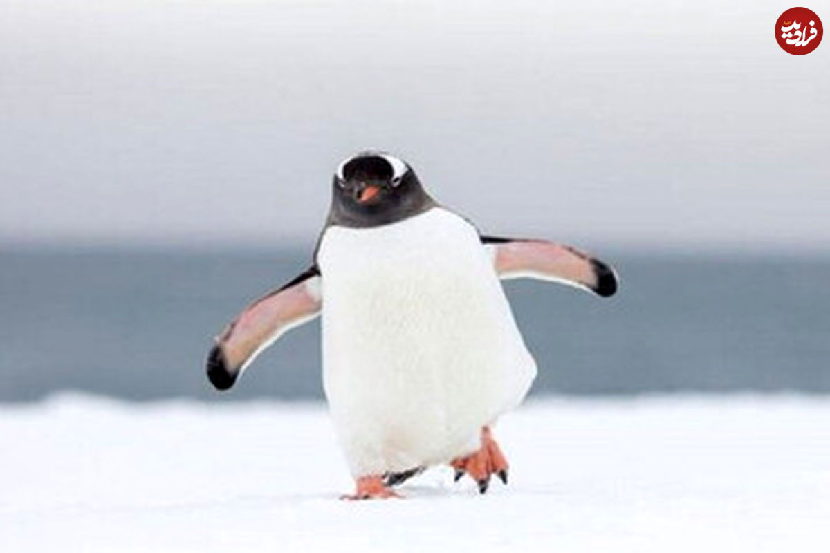 ( عکس) واکنش عجیب پنگوئن‌ها در مقابل آینه
