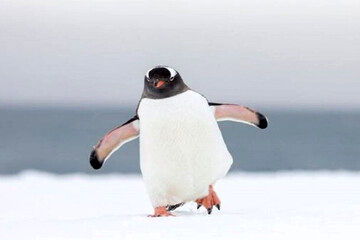 ( عکس) واکنش عجیب پنگوئن‌ها در مقابل آینه