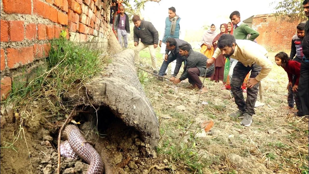 (ویدئو) شکار سمی‌ترین مار کبرای هند توسط یک مارگیر مشهور!