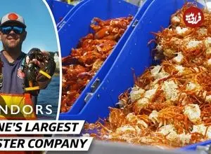 ببینید| چگونه میلیون ها عدد لابستر در آمریکا پرورش داده و فرآوری می شوند؟