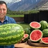 ببینید| غذای روستایی در آذربایجان؛ پخت مرغ داخل هندوانه و روی آتش
