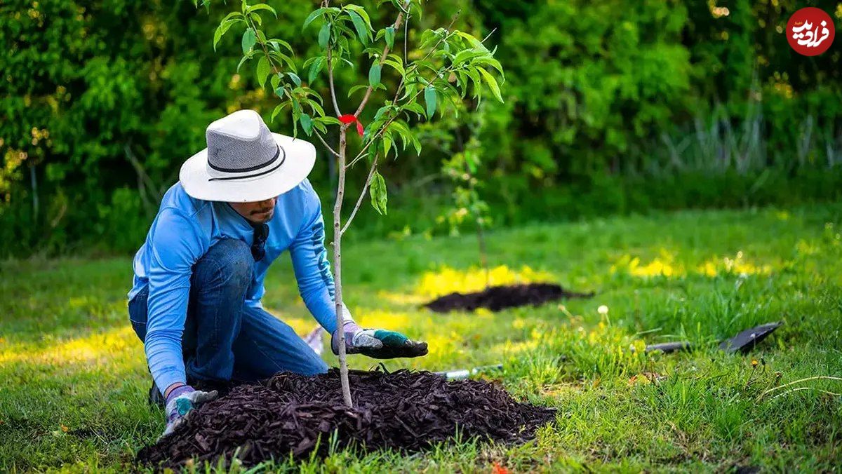 ۷ درخت میوه که می‌توانید در فصل پاییز بکارید