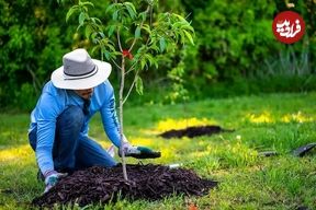 ۷ درخت میوه که می‌توانید در فصل پاییز بکارید