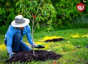 ۷ درخت میوه که می‌توانید در فصل پاییز بکارید