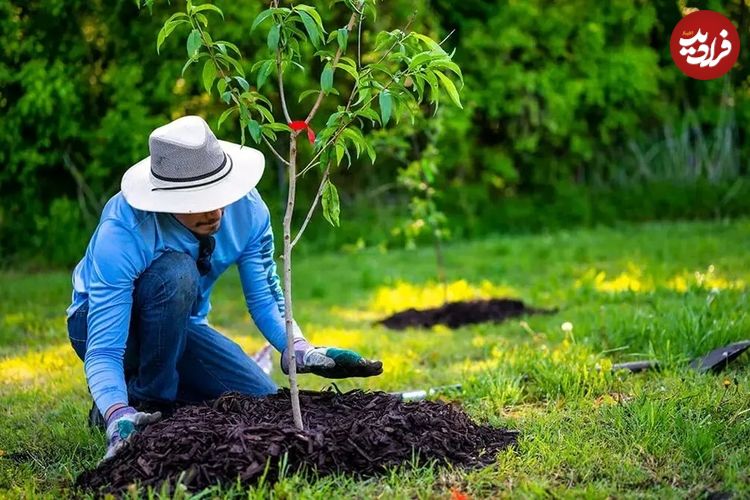 ۷ درخت میوه که می‌توانید در فصل پاییز بکارید