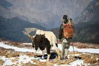 راز سازگاری انسان با محیط‌های متفاوت؛ از کوه‌نشینان هیمالیا تا غواصان فیلیپین