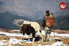 راز سازگاری انسان با محیط‌های متفاوت؛ از کوه‌نشینان هیمالیا تا غواصان فیلیپین