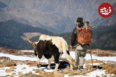 راز سازگاری انسان با محیط‌های متفاوت؛ از کوه‌نشینان هیمالیا تا غواصان فیلیپین