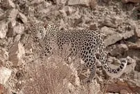 مشاهده پنجمین پلنگ در منطقه شکارممنوع کوه سفید دماوند