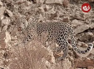مشاهده پنجمین پلنگ در منطقه شکارممنوع کوه سفید دماوند