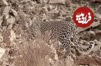 مشاهده پنجمین پلنگ در منطقه شکارممنوع کوه سفید دماوند
