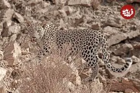 مشاهده پنجمین پلنگ در منطقه شکارممنوع کوه سفید دماوند