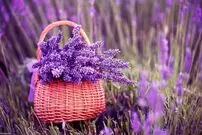 با نگهداری این ۴ گیاه از شر پشه‌های تابستانی در امان بمانید!