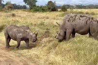 ببینید| درگیری مرگبار دو کرگدن عصبانی در آفریقا