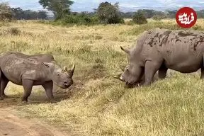 ببینید| درگیری مرگبار دو کرگدن عصبانی در آفریقا