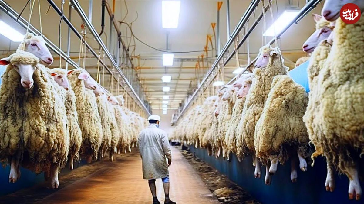 (ویدئو) روش جلب انگلیسی ها برای پرورش و فرآوری پشم و گوشت میلیون ها گوسفند