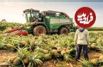 ببینید؛ مراحل کاشت، برداشت و فرآوری آناناس و جک فروت 