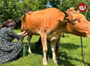 (ویدئو) فرآیند درست کردن ماست با شیر تازه گاو توسط مادر بزرگ آذربایجانی 