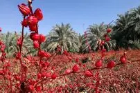 (ویدیو) برداشت چای ترش در شهرستان کارون