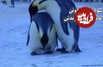 (ویدئو) سوگواری پنگوئن مادر برای فرزندش؛ یک تراژدی عمیق 