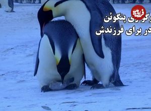 (ویدئو) سوگواری پنگوئن مادر برای فرزندش؛ یک تراژدی عمیق 