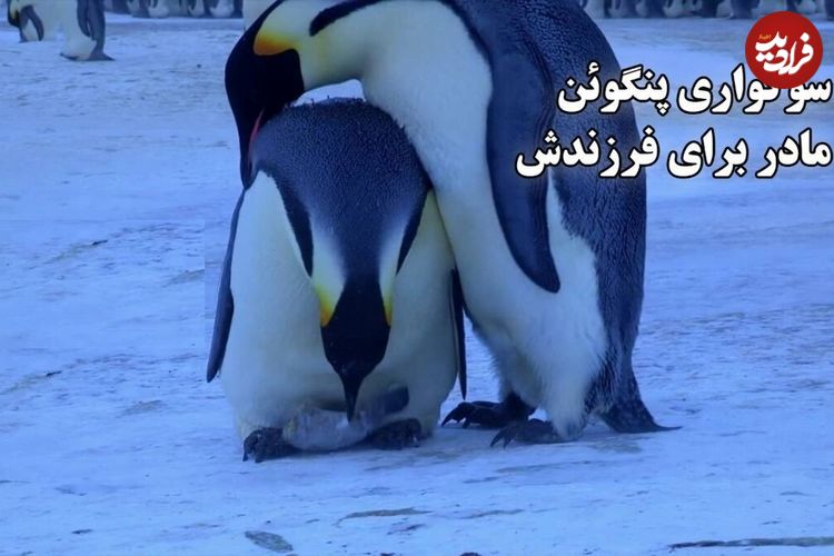 (ویدئو) سوگواری پنگوئن مادر برای فرزندش؛ یک تراژدی عمیق 