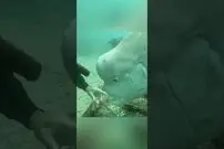 (ویدئو) شباهت این ماهی غول پیکر عجیب به چهره انسان تمام جهان را شگفت زده کرد