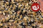 ببینید؛ کشف گونه‌ای نادر از زنبورها با ظاهری شگفت‌انگیز!