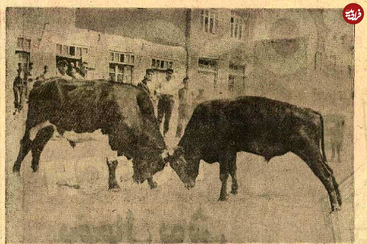 عکس؛ سفر در زمان؛ گاوبازی و شرط‌بندی در گیلان باب شد؛ ورزوها به میدان آمدند!