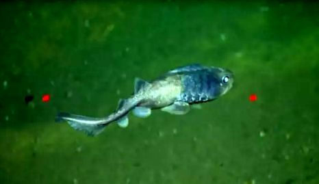 کشف ماهی هایی زنده در محیط تقریباً فاقد اکسیژن