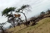 ببینید| فرار باورنکردنی یک شیر نر از دست گله گاومیش های عصبانی!