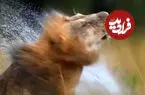 ببینید| واکنش دیدنی شیرها پس از خیس شدن