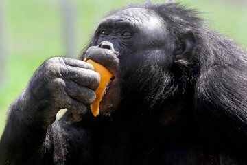 ( عکس) دلیل جالب چاقی بیش از حد میمون مشهور