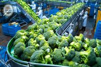 ببینید| چگونه کشاورزان آمریکایی صدها تن کلم بروکلی را برداشت و فرآوری می کنند؟