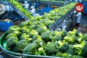 ببینید| چگونه کشاورزان آمریکایی صدها تن کلم بروکلی را برداشت و فرآوری می کنند؟