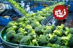 ببینید| چگونه کشاورزان آمریکایی صدها تن کلم بروکلی را برداشت و فرآوری می کنند؟