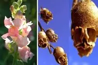 ( عکس) جمجمه‌های ترسناک آویزان از ساقه! 