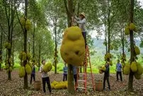 ببینید| چگونه تایلندی ها میلیون ها جک فروت را برداشت و فرآوری می کنند؟