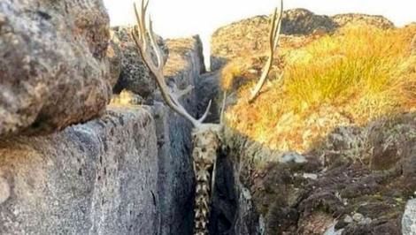 ( عکس) مرگ غم‌انگیز گوزن در گرینلند: اسکلت فسیلی که در کوه کشف شد
