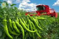 ببینید| چگونه مکزیکی ها صدها تن فلفل هالوپینو را برداشت و فرآوری می کنند؟