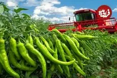 ببینید| چگونه مکزیکی ها صدها تن فلفل هالوپینو را برداشت و فرآوری می کنند؟