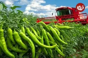 ببینید| چگونه مکزیکی ها صدها تن فلفل هالوپینو را برداشت و فرآوری می کنند؟