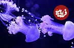 ببینید| افتتاح نخستین موزه عروس دریایی