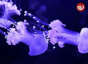 ببینید| افتتاح نخستین موزه عروس دریایی