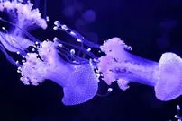 ببینید| افتتاح نخستین موزه عروس دریایی