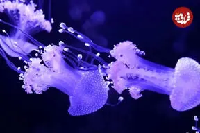 ببینید| افتتاح نخستین موزه عروس دریایی
