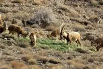 ببینید؛ خشکسالی‌ کل و قوچ‌های تپال را به معابر شهری کشاند