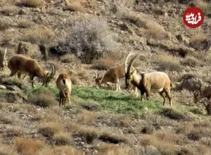 ببینید؛ خشکسالی‌ کل و قوچ‌های تپال را به معابر شهری کشاند