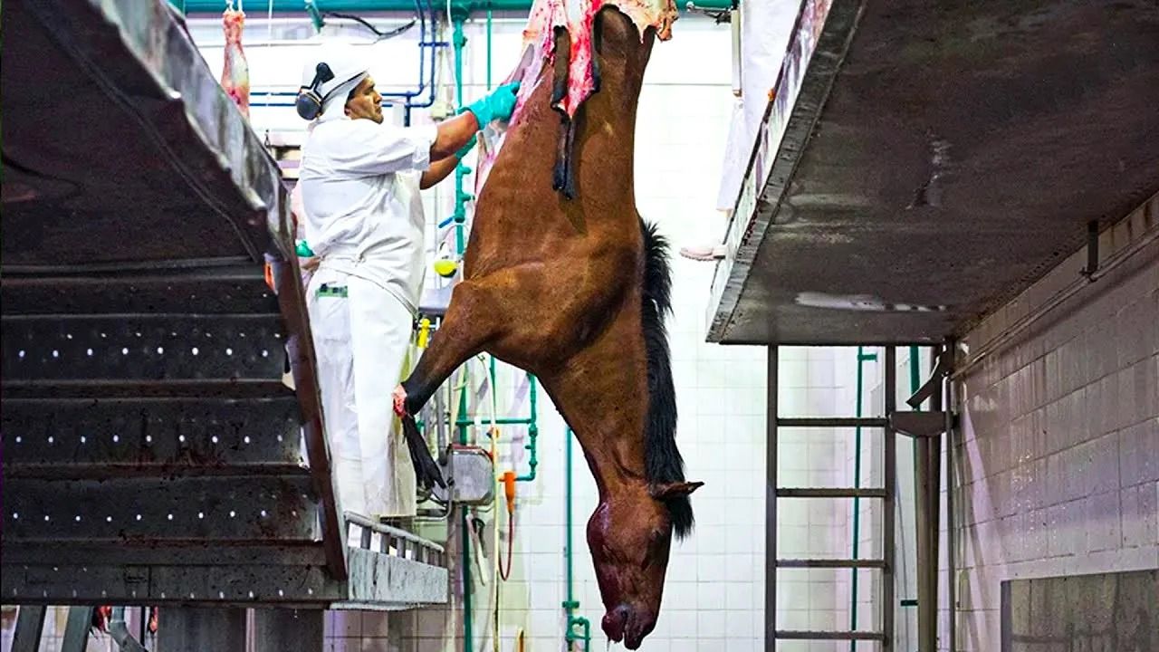 (ویدئو) روش متفاوت بلژیکی ها برای برش زدن و بسته بندی گوشت اسب