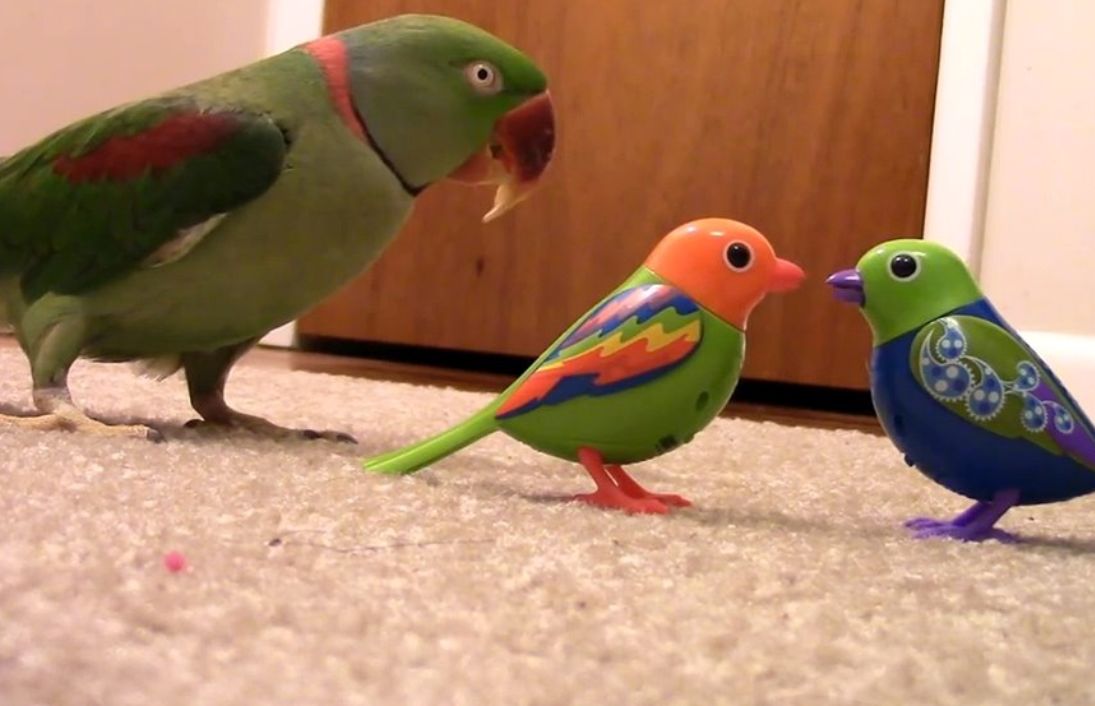 (ویدئو) حسادت بامزه یک طوطی به دو پرنده اسباب بازی